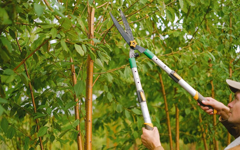 Tree trimming in Blissfield, MI